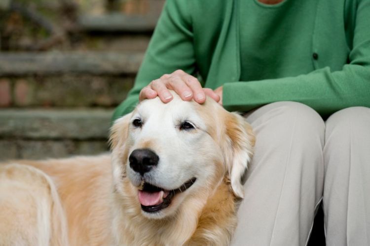 老犬のお困り事解消「お役立ち」【まとめ】