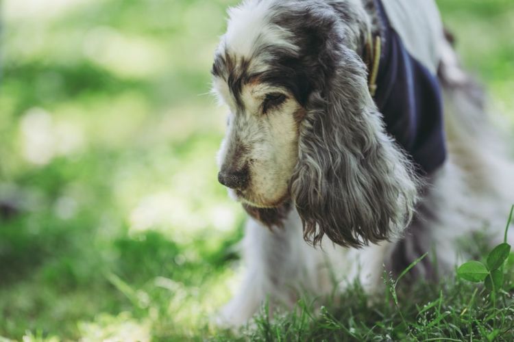 老犬 預ける 老犬ホーム