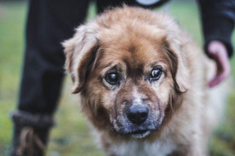 犬の【老衰】始まる年齢は?