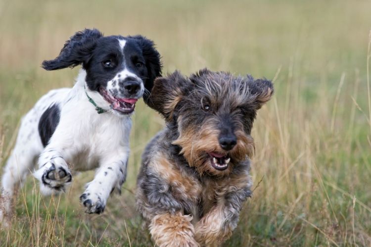 犬の【老衰】予防・回復方法は?