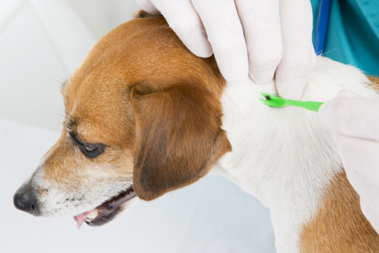 犬のマダニ【特徴と症状は?】