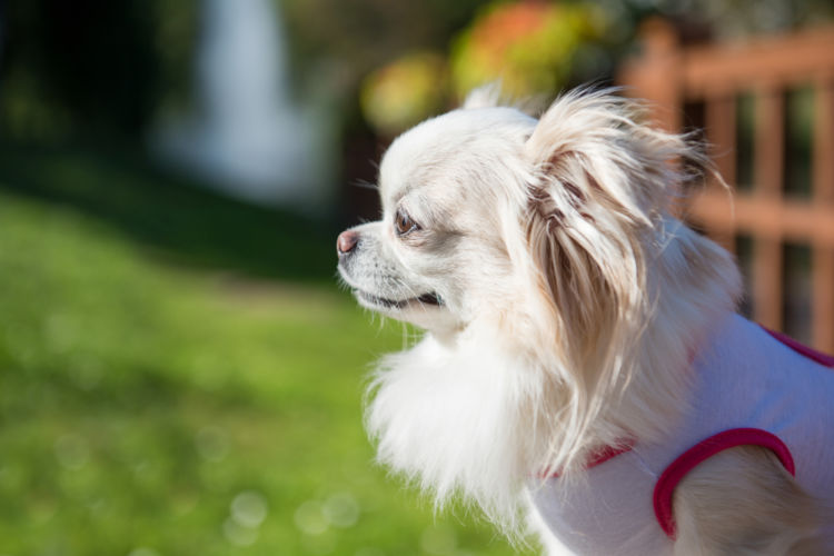 犬 マダニ 寄生