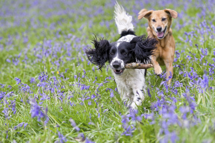 犬のフィラリア予防薬【まとめ】