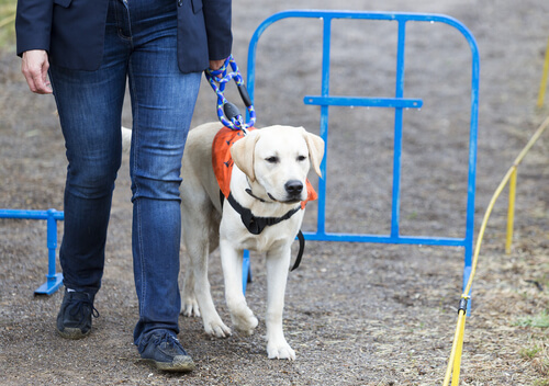 ラブラドール・レトリバーが盲導犬に向いている理由その②~外見