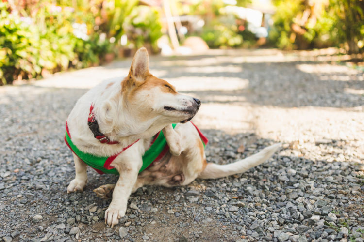 犬のアレルギー【まとめ】