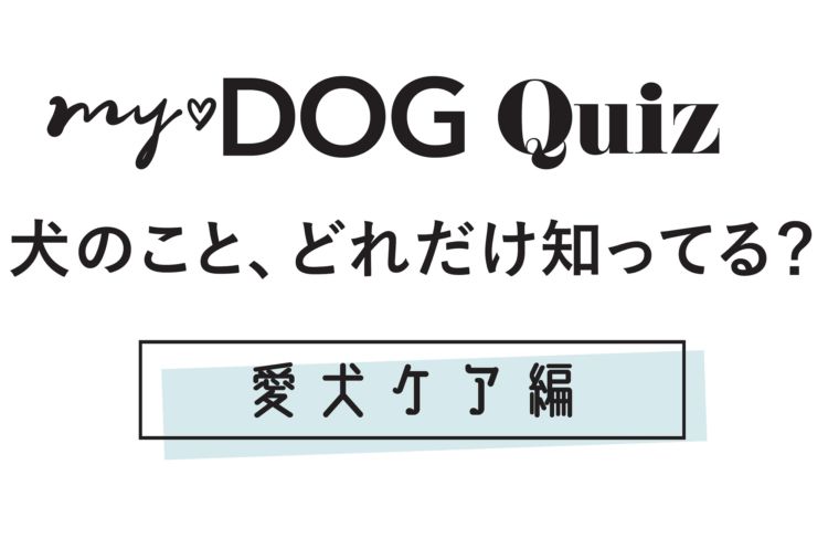 【my♡DOG Quiz 犬のこと、どれだけ知ってる?】愛犬ケア編