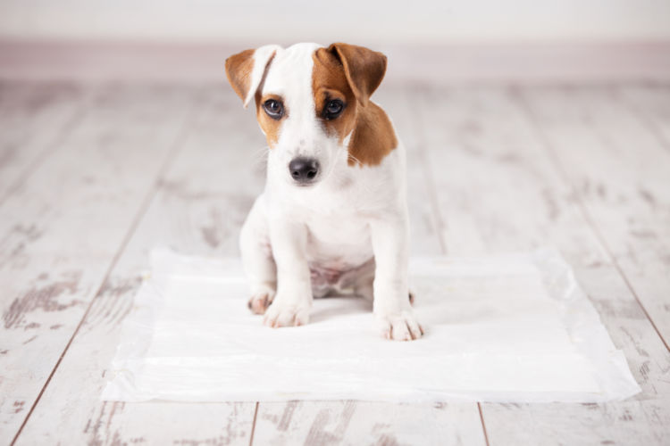 犬の下痢の原因や症状は?