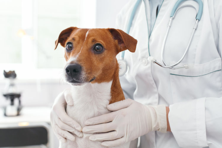 犬の下痢、動物病院での検査は必要?
