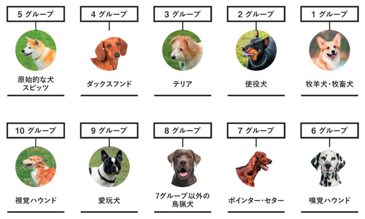 【犬のルーツを知ろう!】国際畜犬連盟(こくさいちくけんれんめい)(FCI)による、犬種の10のグループ