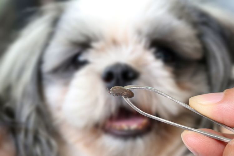 犬のノミ・ダニアレルギー【原因は?】