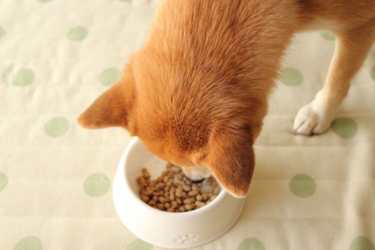 犬 アレルギー 治療 除去食