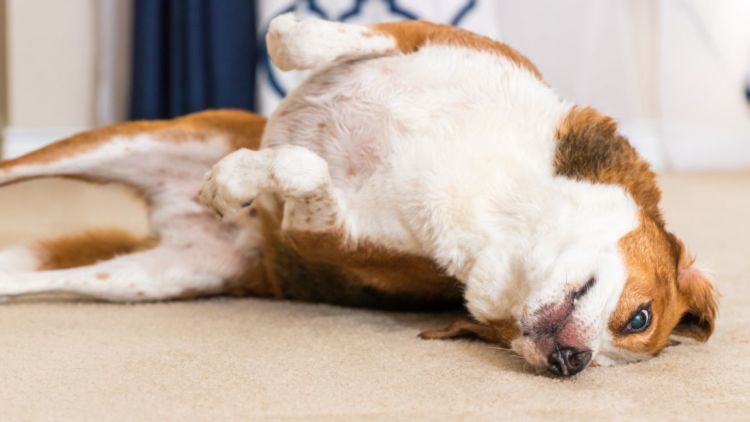 犬の「薬」の誤飲【致死量は?(小型犬・中型犬・大型犬)】