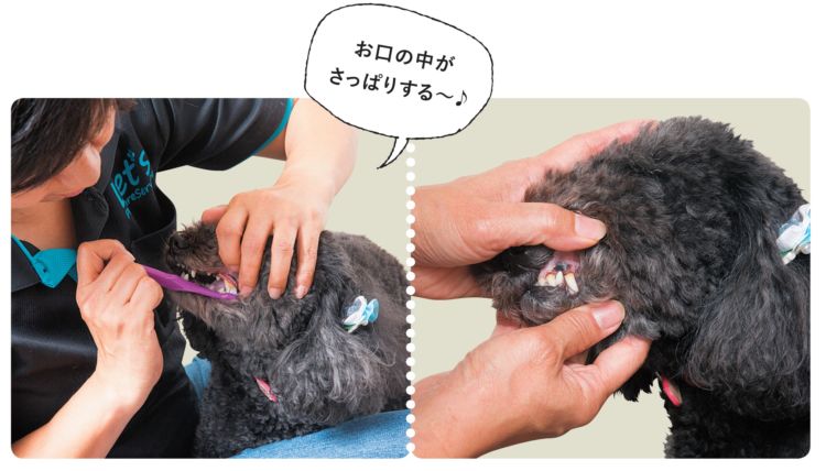 奥歯の方も忘れずに歯磨きを
