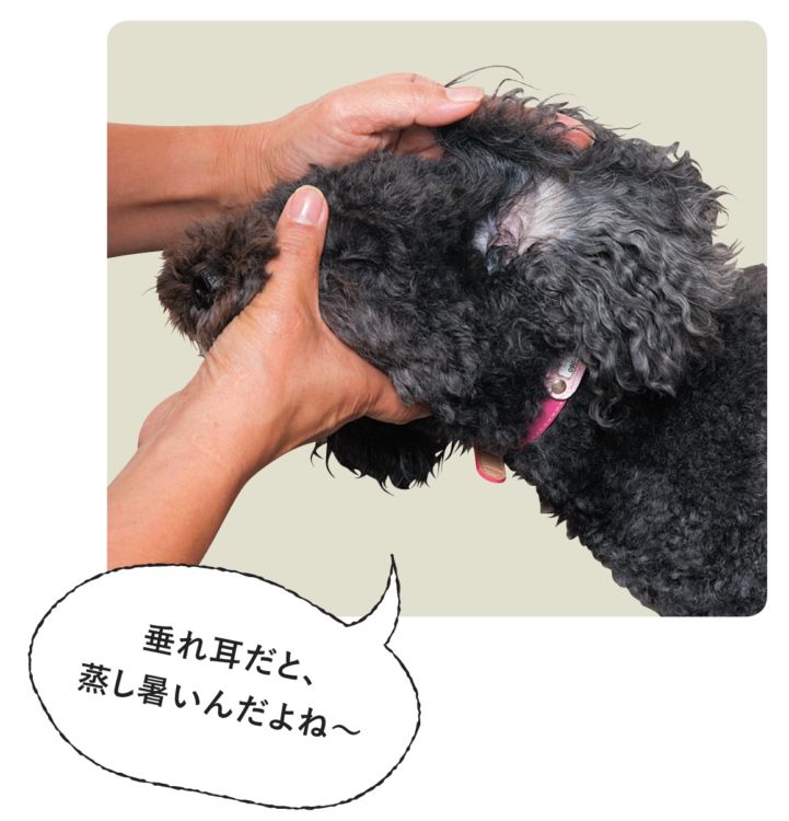 耳の中