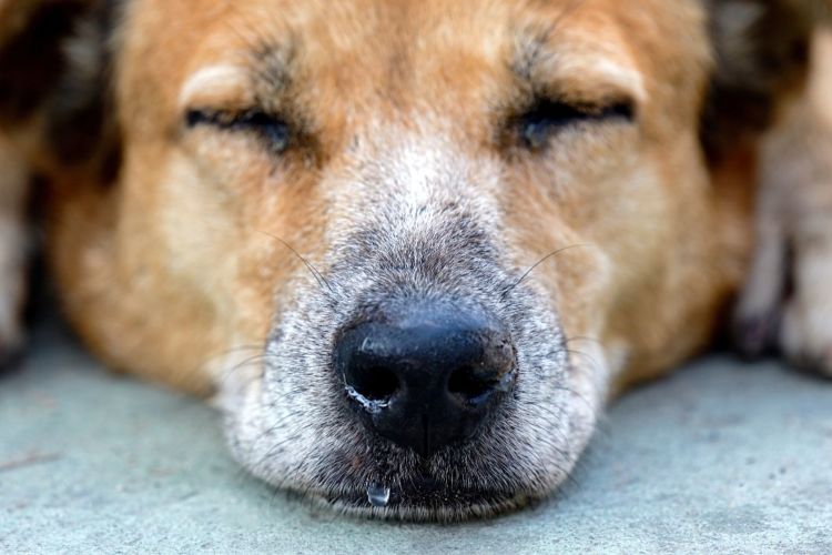 犬の口腔鼻腔瘻【症状】