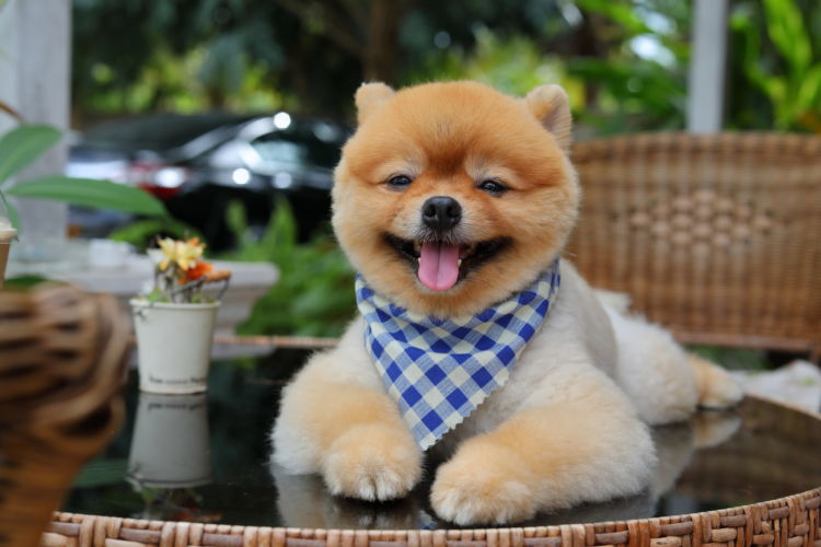 犬の口内炎【まとめ】