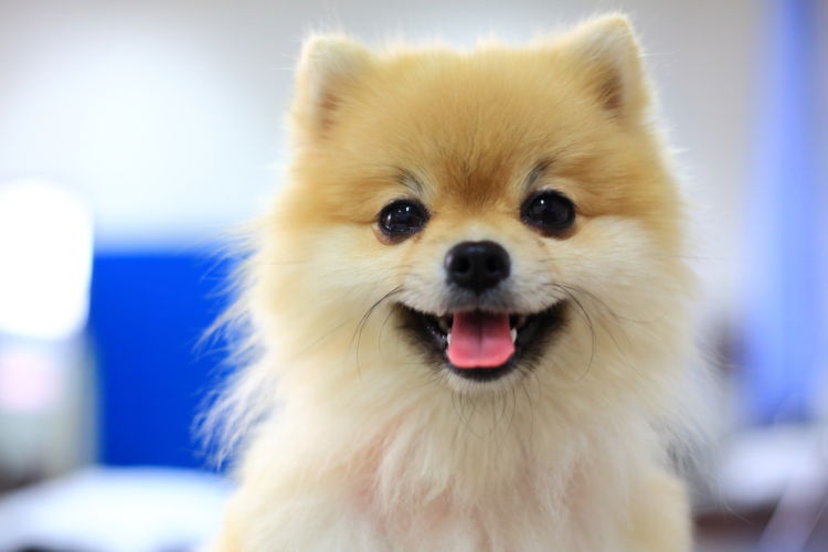 愛犬 健康