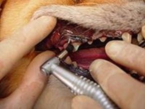 歯垢・歯石の除去ができたら、研磨用のペーストを付けたポリッシングブラシで歯の表面を研磨して滑らかにする。これによって歯垢・歯石の再付着を防ぐ。