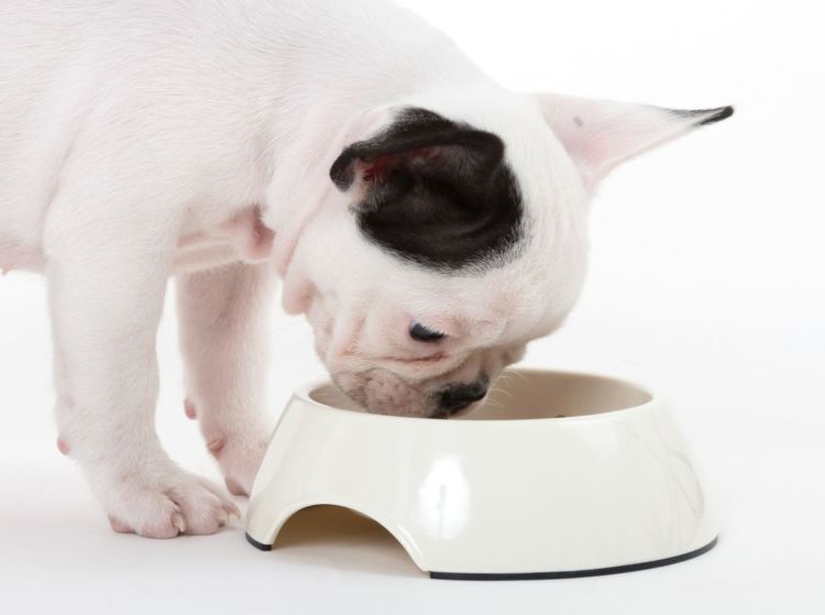 子犬や老犬に【鹿肉】を与えても大丈夫?