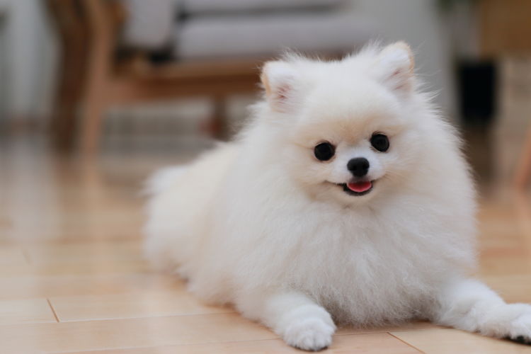 犬の【栄養失調】の原因は?