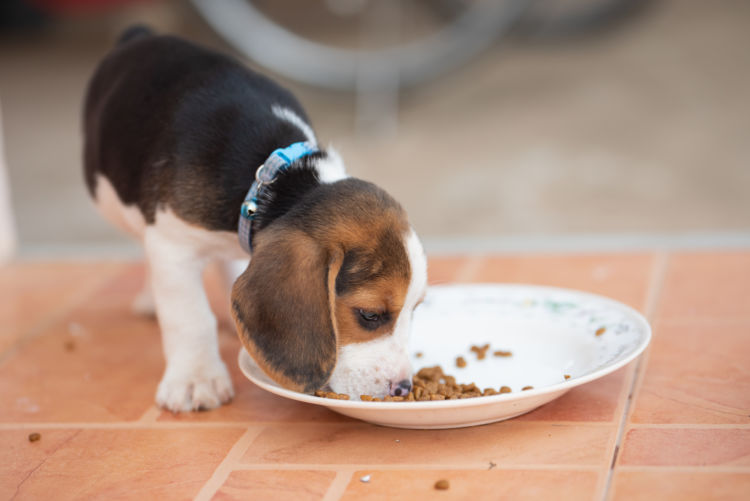 犬の栄養失調の原因④【手作り食】