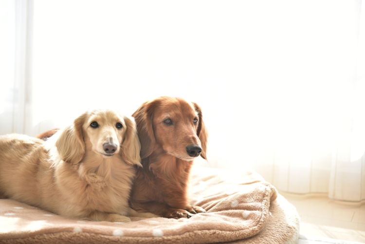 【栄養失調】になりやすい犬種