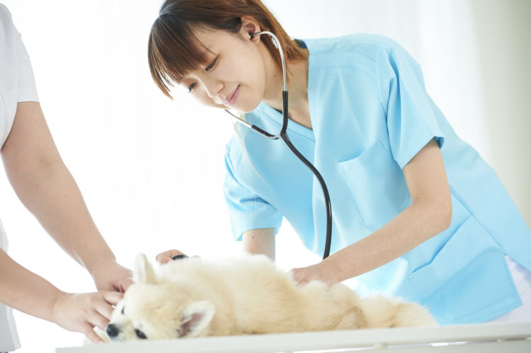 犬の【栄養失調】の治療方法・解決方法!