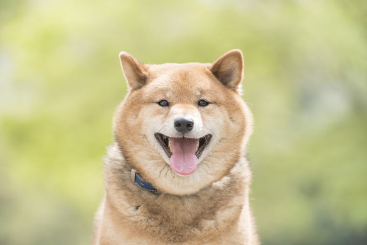 犬の【代謝(基礎代謝)】とは?