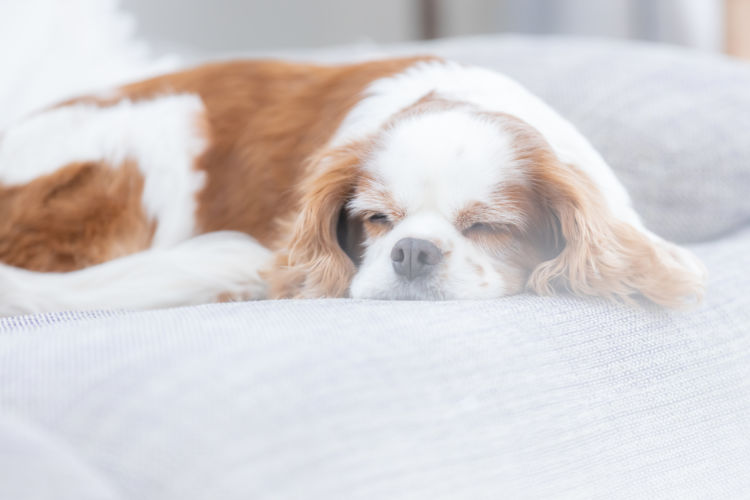 老犬(シニア犬)の【代謝】を上げるには?