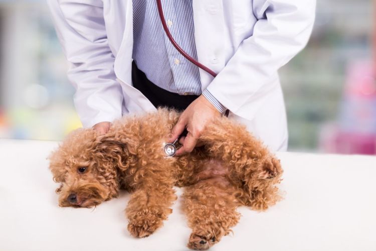 犬が口を舐める【緊急を要する症状、注意点は?】