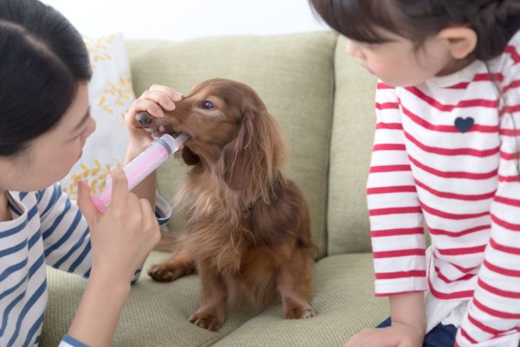 犬 流動食 シリンジ
