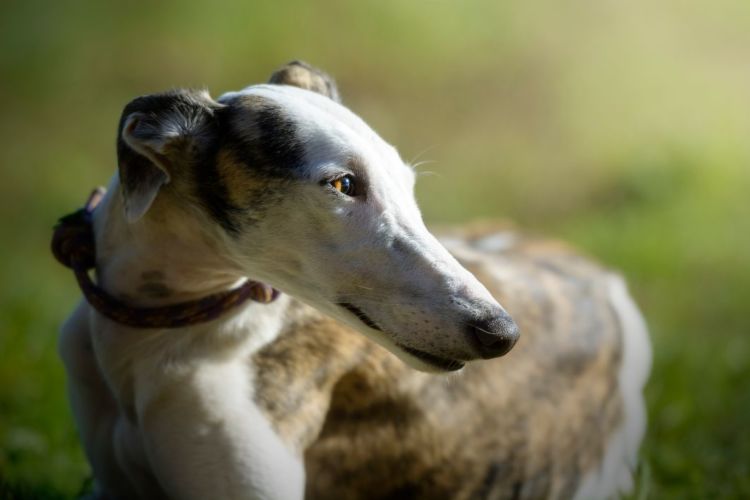 犬の栄養失調の原因③【消化・吸収機能の低下】