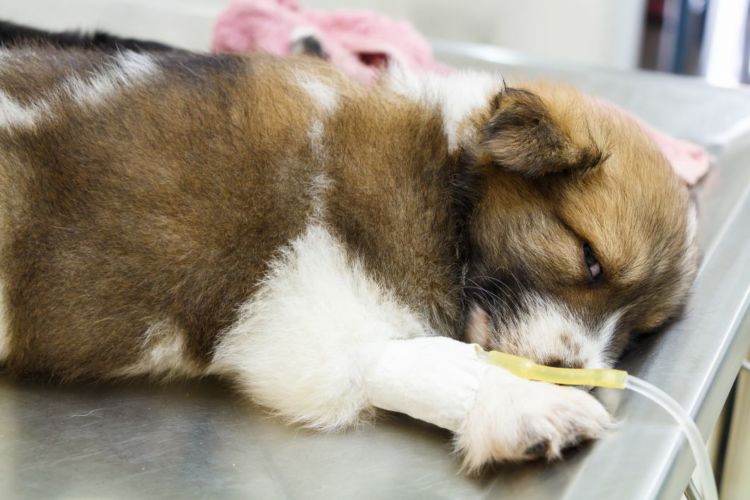 犬 栄養失調 点滴