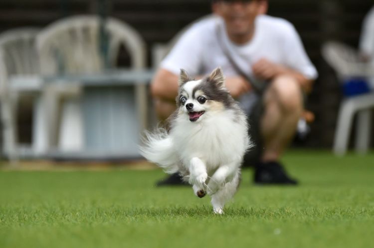 犬の【代謝(基礎代謝)】を上げるには?