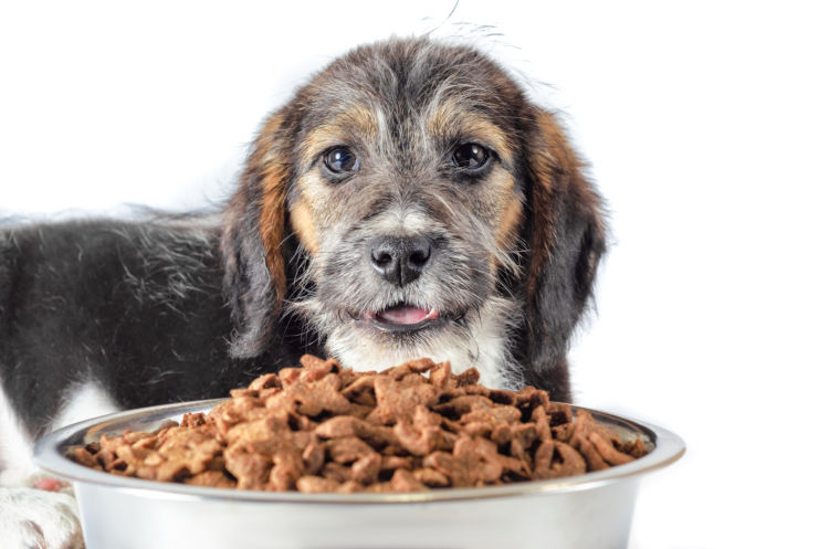 【老犬の栄養食】は?