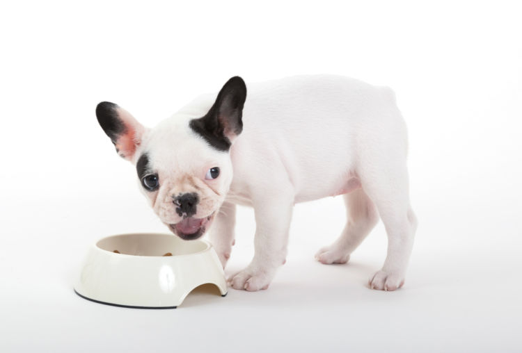 【子犬の栄養食】は?
