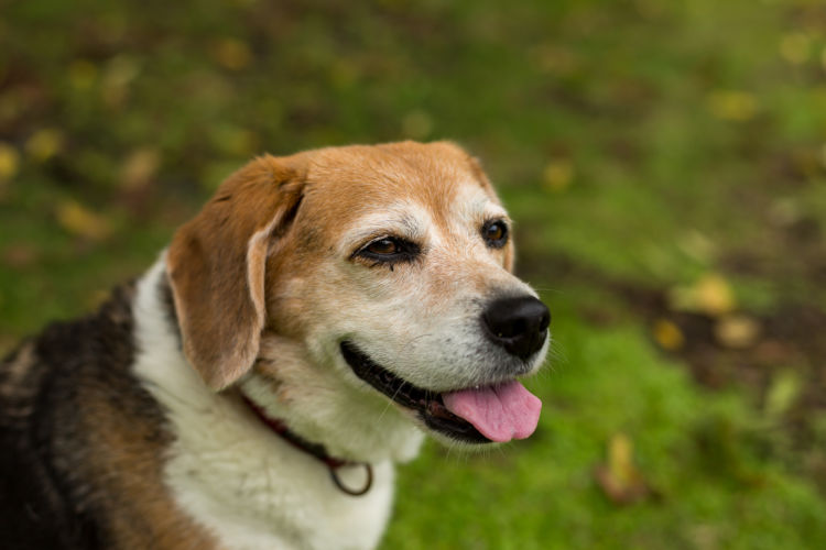愛犬の【栄養補給】に最適な食べ物は?