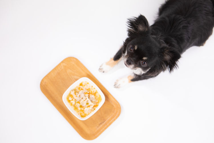 愛犬に【手作り栄養食】を与えたい場合は?