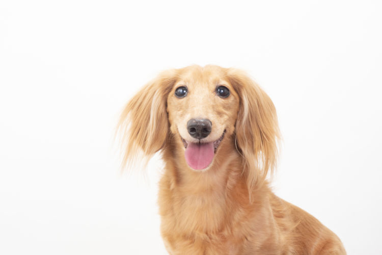 犬の成犬期の栄養管理【成犬期(維持期)】