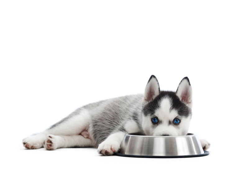 犬 パピー 子犬 成長期 総合栄養食 ご飯
