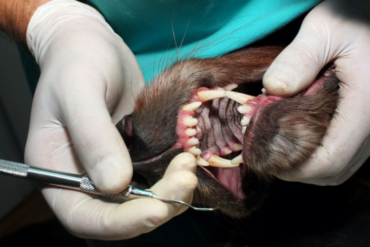 犬の歯がグラグラする場合の対処法④【吸収病巣、歯根破折】