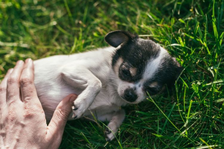 犬 調活 便秘 下痢