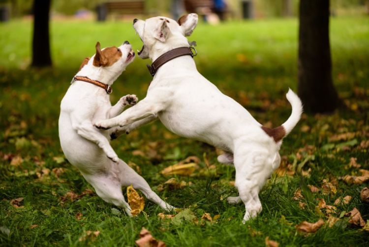 犬の口蓋裂(こうがいれつ)【後天性の原因】
