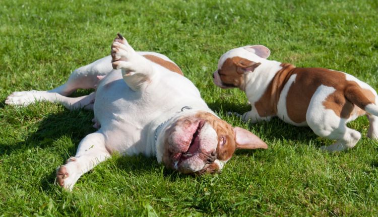 犬の口蓋裂(こうがいれつ)【注意すべき犬種】