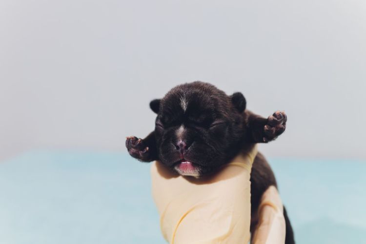 犬の口蓋裂(こうがいれつ)【治療】