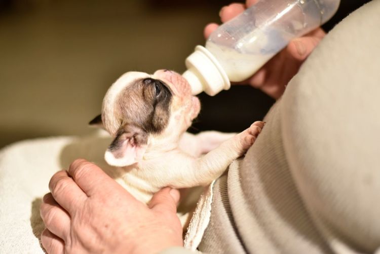 犬の口蓋裂(こうがいれつ)【ケア】