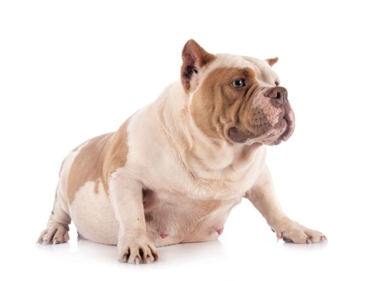 犬の口蓋裂(こうがいれつ)【予防対策は?】