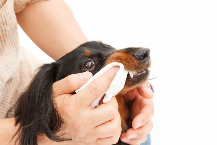 後天的な犬の口蓋裂(こうがいれつ)【注意点・ケア方法は?】