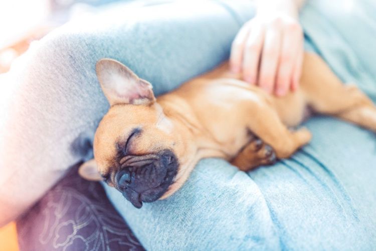 犬の口蓋裂(こうがいれつ)【まとめ】