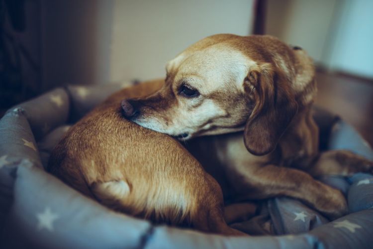 犬の口唇炎「原因」④【アレルギー】